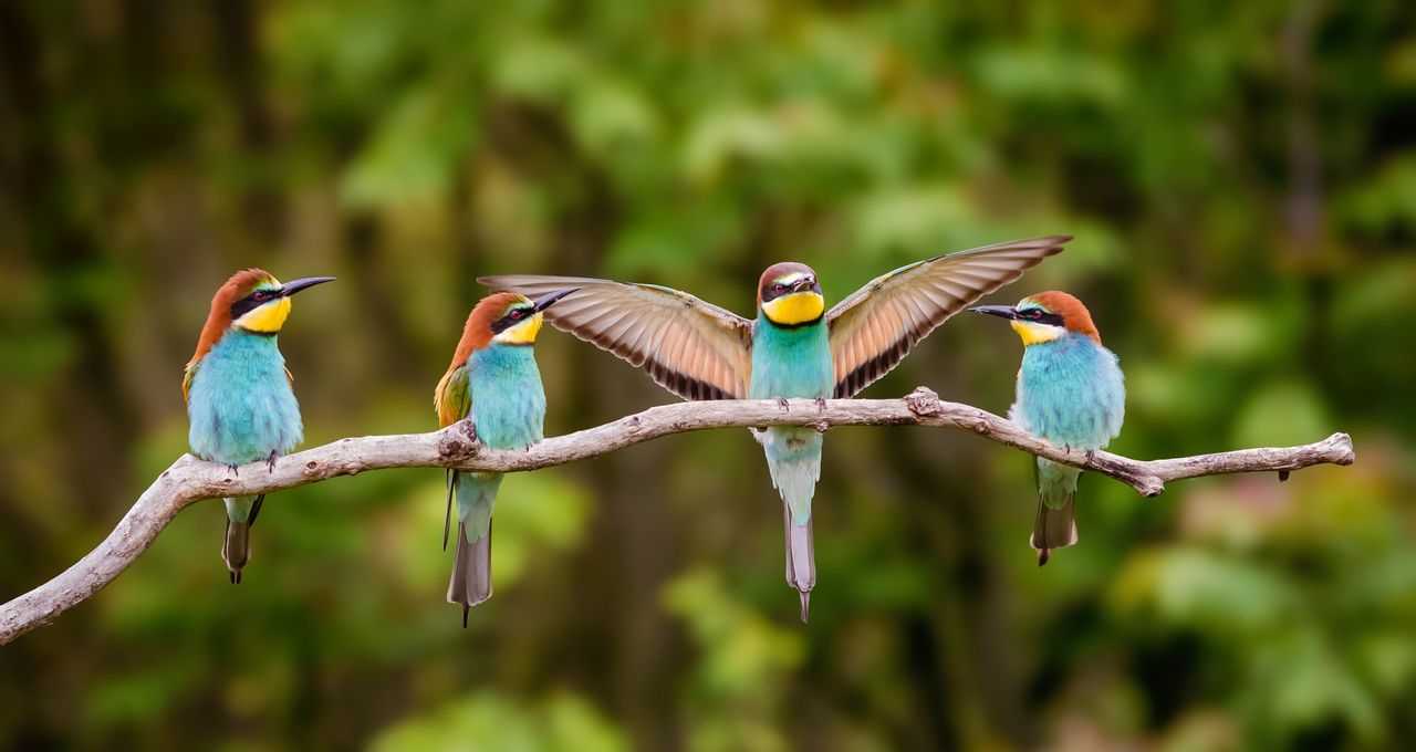 La ligue de protection des oiseaux : protéger la biodiversité en accompagnant les entreprises